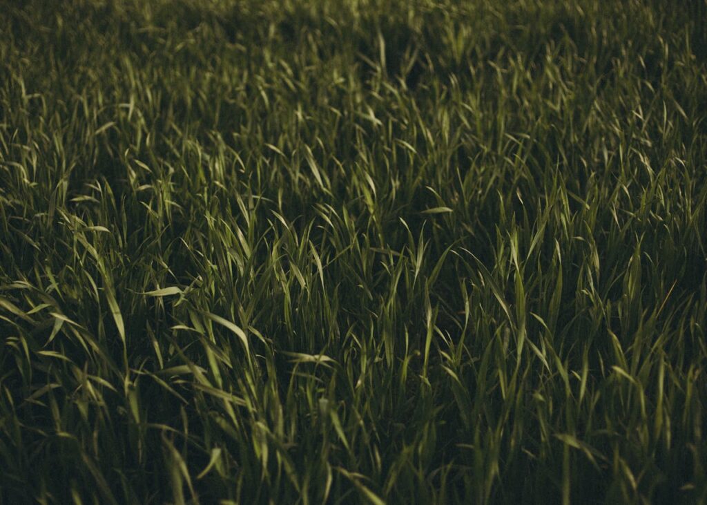 Kunstgras of echt gras wat past bij jouw tuin